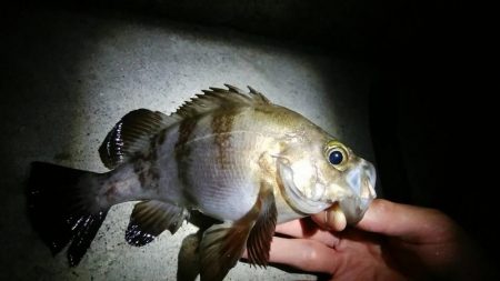 メバル混じりの遠投アジング